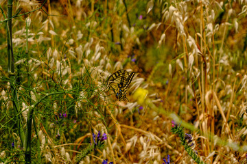 Swallowtail Butterfly on Green Plant in Summer Meadow