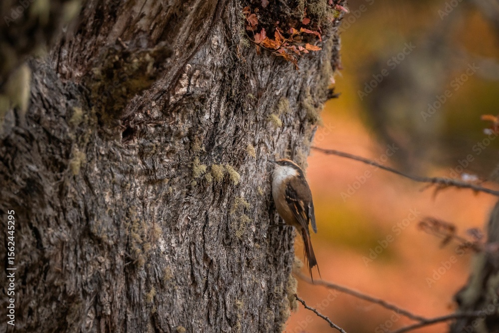 Wall mural bird on tree trunk with autumn background