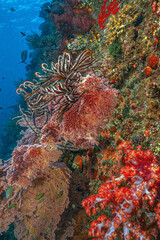 USAT Liberty shipwreck, underwater Bali, Indonesia