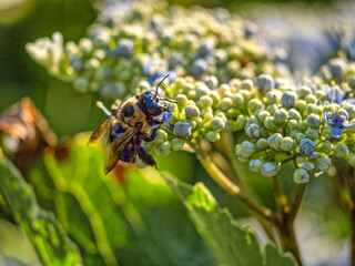 Bumblebee in garden