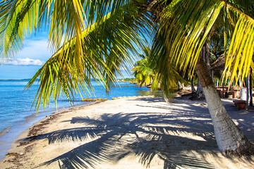 Palm trees casting shadows on a sandy beach by the blue sea. Bright and peaceful tropical scene perfect for travel, vacation, and relaxation concepts.