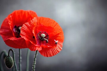 Bees actively pollinating vibrant red poppy flowers in a natural setting, bees pollinate a red poppy flower