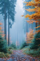 portrait of foggy forest path with wet leaves scattered and soft morning mist glowing