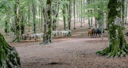 walking in the woods