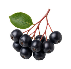 Freshly Harvested Aronia Berries with Green Leaf, Perfect for Culinary and Nutritional Use, Isolated on Transparent and White Background