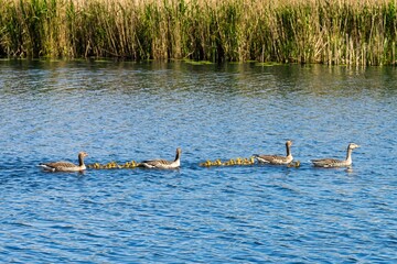Geese and Goslings in a Tranquil Lake