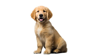 Adorable Golden Retriever Puppy Sitting, Happy Dog