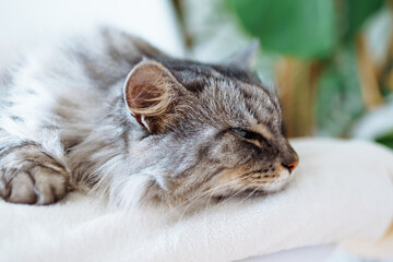 close up grey fluffy sleeping cat