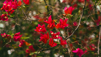 Red flowers in the garden