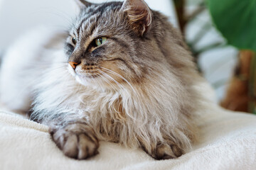 close up grey fluffy sleeping cat