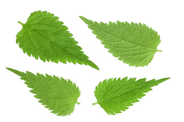 Nettle leaf isolated on white background. Top view. Flat lay