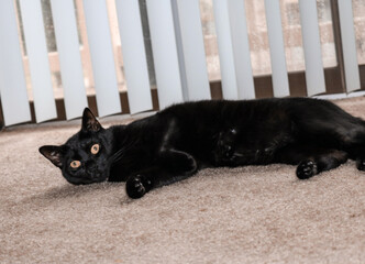 Black Cat Relaxing on Carpet Near Window
