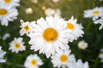 white daisies in a field