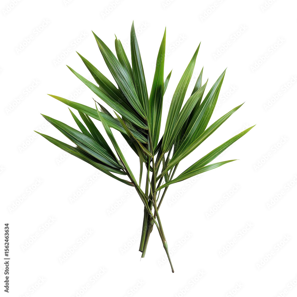 Poster pandanus palm leaves displayed on a transparent background showcasing their vibrant green color and 
