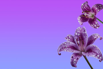 Vibrant purple lilies decorated with gemstones and pearls on a purple pastel background. Botanical, artistic, creative illustration combining elegance, nature and luxury.