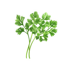 Fresh coriander leaves isolated on Transparent background for culinary and decorative use, Coriander isolated on PNG background