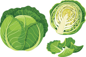 A Trio of Cabbage Illustrations Whole, Halved, and Loose Leaves Representing Freshness and Culinary Uses in Food Preparation Vector illustration