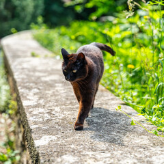 Stray black cat walking over a wall in the city of San Sebastian, Basque Country.