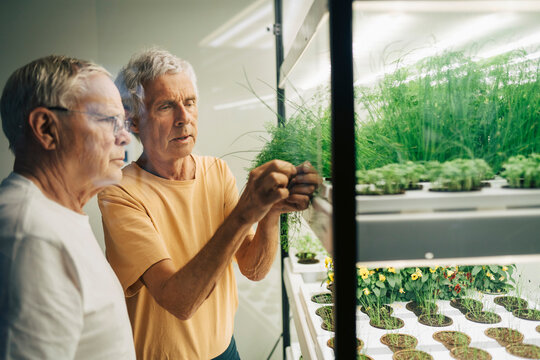 Senior man looking at male friend examining grass growing inside glass shelf