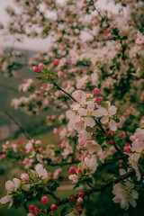 Close-up of fresh pink and white apple blossoms in spring, Tara National Park, Serbia
