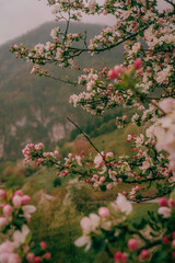Pink apple blossoms on a tree branch with misty mountain backdrop, Tara National Park, Serbia