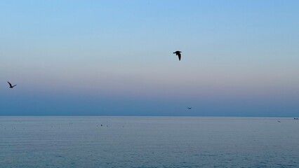 Fototapeta premium seagulls on the sea