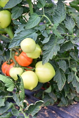 Pomodori bio maturi e acerbi di  Alessandria - Piemonte  - Italia