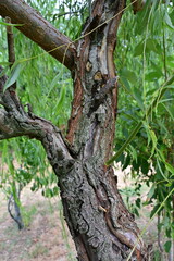 Nuovi rami del salice piangente in sofferenza per il gran caldo -  Alessandria - Piemonte  - Italia
