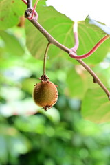 Kiwi bio di campagna -  Alessandria - Piemonte  - Italia
