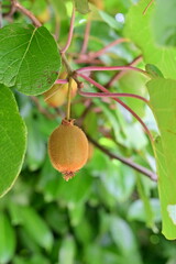 Kiwi bio di campagna -  Alessandria - Piemonte  - Italia