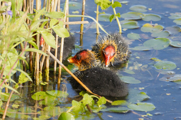 Blässhuhnküken (Fulica atra) 