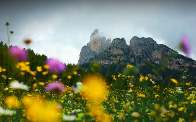 bright flowers on an alpine meadow against the backdrop of the Dolomites mountain peaks in Italy
