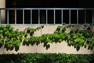 The terrace of a vintage apartment building, adorned with greenery