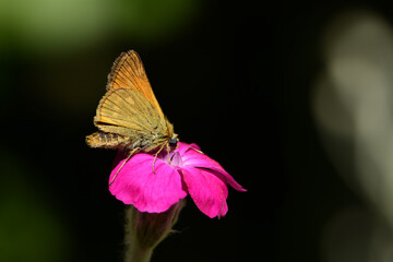 Schmetterling 1395