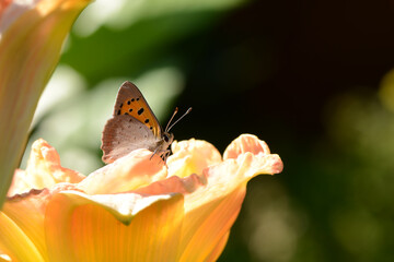 Schmetterling 1396