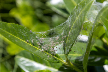 A delicate spider nest intricately woven among branches, showcasing nature’s quiet craftsmanship.