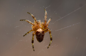 Macro Shot of Spider Hanging on Web