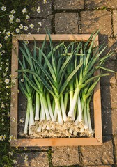 Fresh Leeks in Wooden Frame