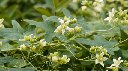 (Bryonia dioica) Greenish-white bryony hairy flowers sit atop matt green five-lobed leaves before small red berries