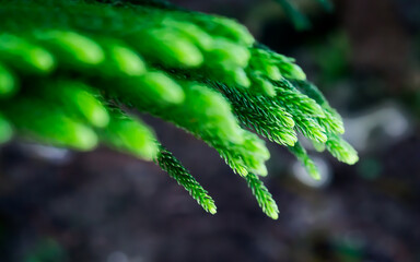 Fresh green pine shoots, lush, soft natural focus.