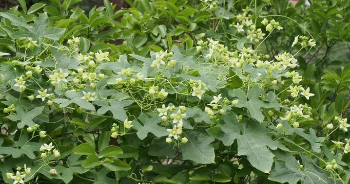 Bryonia dioica | White bryony - Red bryony - English mandrake - Ladies' seal.Twisting climber plant with green lobed leaves and five-petalled greenish-white flowers  