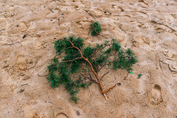 A freshly broken pine branch lies on damp, textured sand surrounded by scattered footprints and...