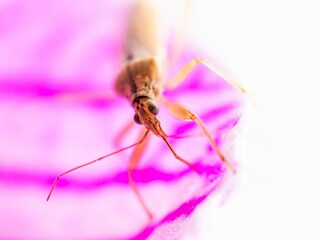 Marsh Damsel Bug, Close up insect sitting on a pink purple flower. Macro. Dolichonabis limbatus, Nabis limbatus, male damsel bug.