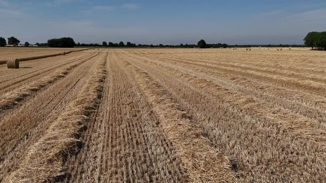 Andains de paille de bl&eacute; sur chaume laiss&eacute;s par la moissonneuse-batteuse qui a r&eacute;alis&eacute; la r&eacute;colte.