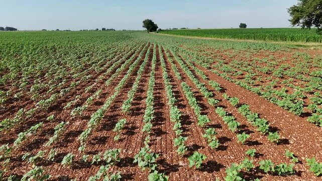 Survol d'un jeune champ de tournesol.