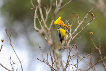 A small Bananaquit (Coereba flaveola) with yellow and gray plumage, and a curved beak, perched on a branch, feeding on the nectar of the vibrant yellow Ipe flower.
