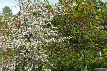 Flowering trees, apple and lilacs. Beautiful delicate white apple flowers and purple lilac flowers blossomed on tree branches in garden in spring