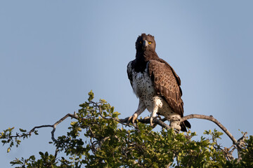 Lone martial eagle perched high on the canopy of a large tree looking straight at the camera 