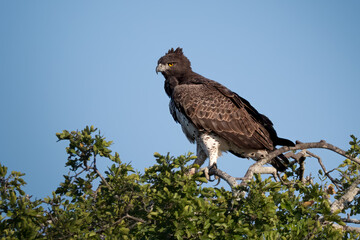 Lone martial eagle perched high on the canopy of a large tree looking straight ahead while scanning...