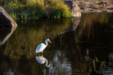 A Little Egret hunting in shallow water with its white plumage reflecting clearly off the dark and...